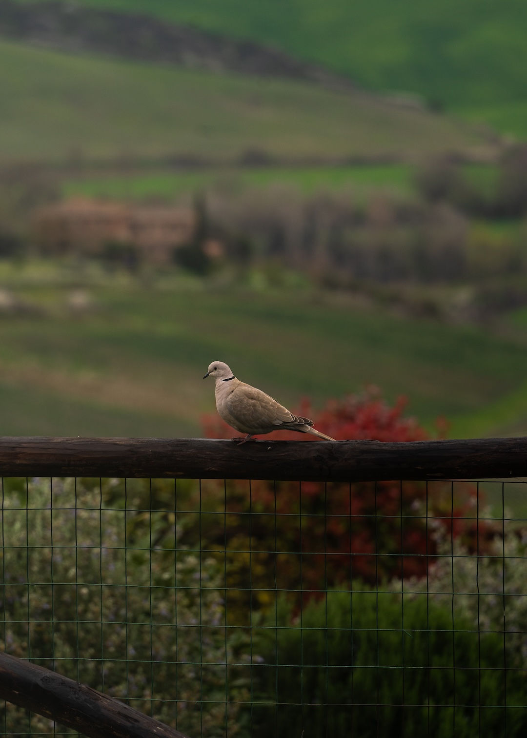 “Tuscan pigeon” • Tuscany, Italy • Shot with Tamron 28-200mm. ISO 160, 1/200 sec, f/5.6, 200mm.